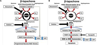 Targeting Base Excision Repair in Cancer: NQO1-Bioactivatable Drugs Improve Tumor Selectivity and Reduce Treatment Toxicity Through Radiosensitization of Human Cancer